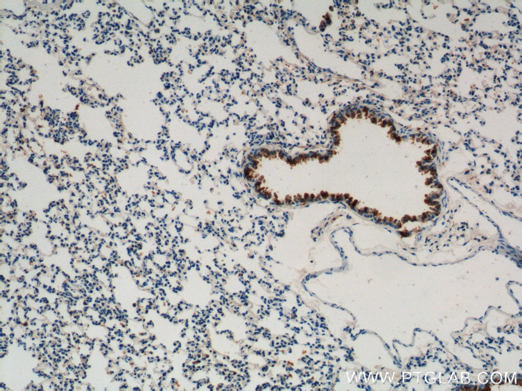 Immunohistochemistry (IHC) staining of mouse lung tissue using Uteroglobin/CC10 Polyclonal antibody (10490-1-AP)