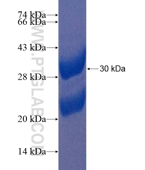 SCGB2A2 fusion protein Ag22324 SDS-PAGE