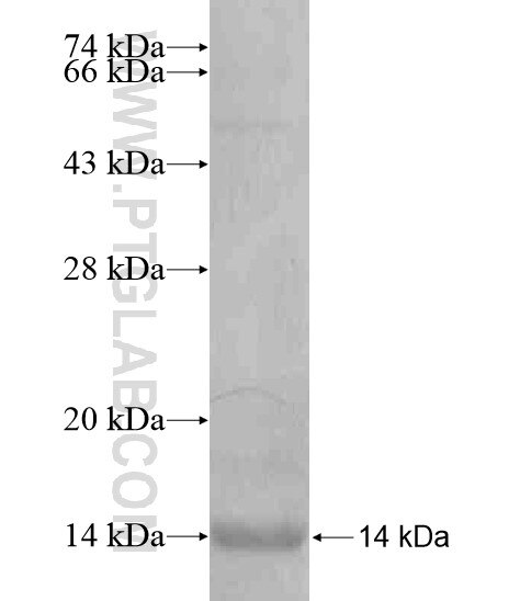SCGB2A2 fusion protein Ag20237 SDS-PAGE