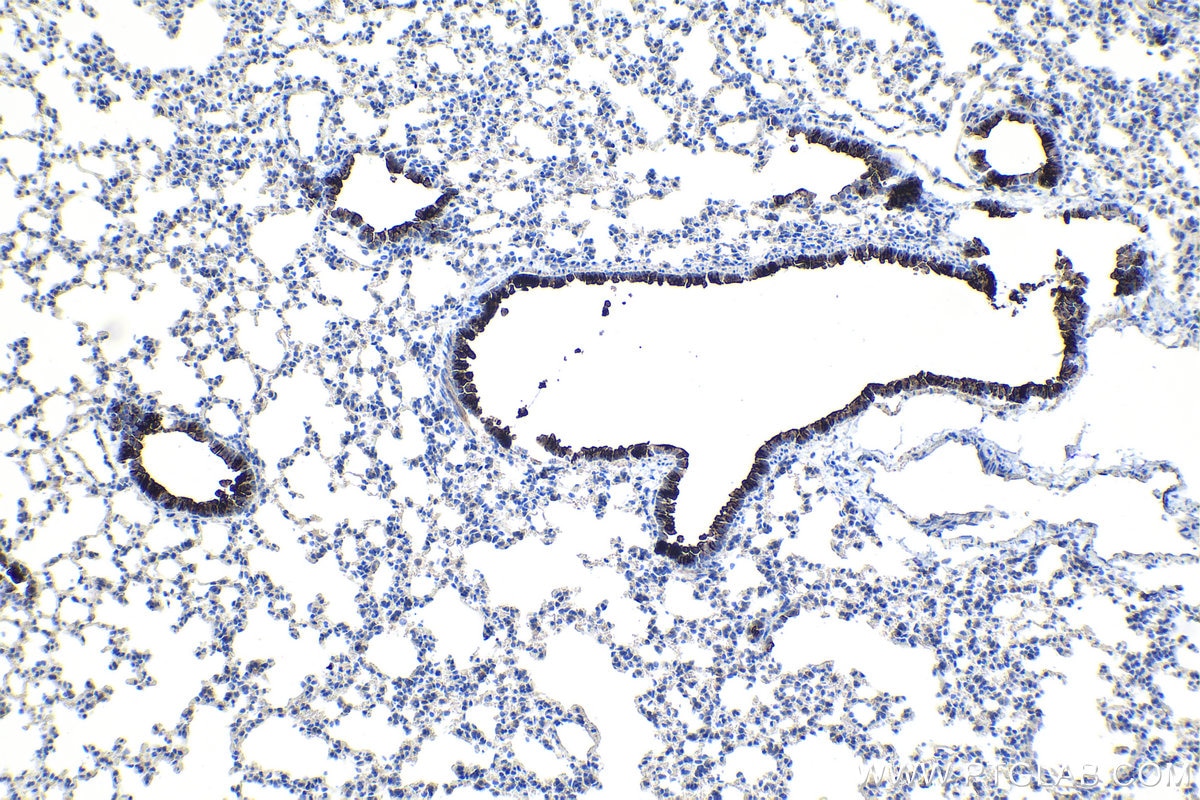 Immunohistochemistry (IHC) staining of mouse lung tissue using SCGB3A2 Polyclonal antibody (26228-1-AP)