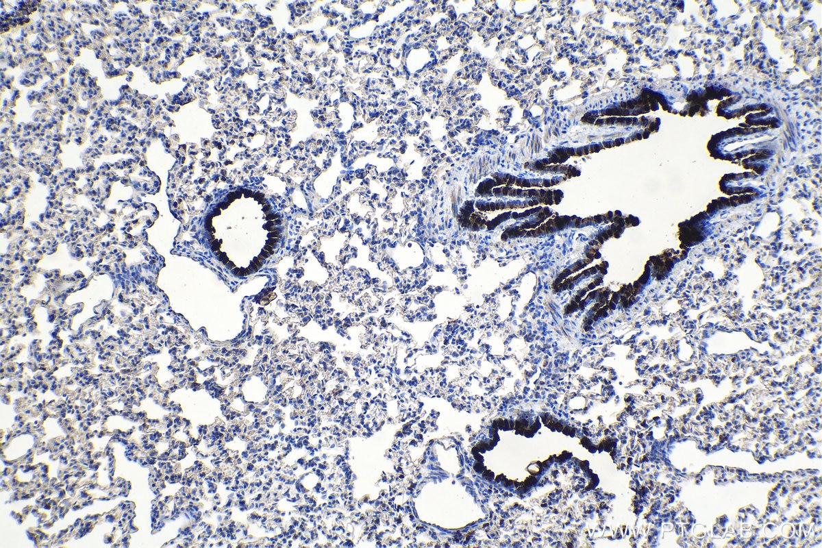 Immunohistochemistry (IHC) staining of rat lung tissue using SCGB3A2 Polyclonal antibody (26228-1-AP)