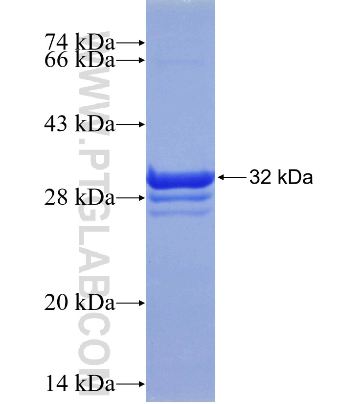 SCGB3A2 fusion protein Ag23969 SDS-PAGE