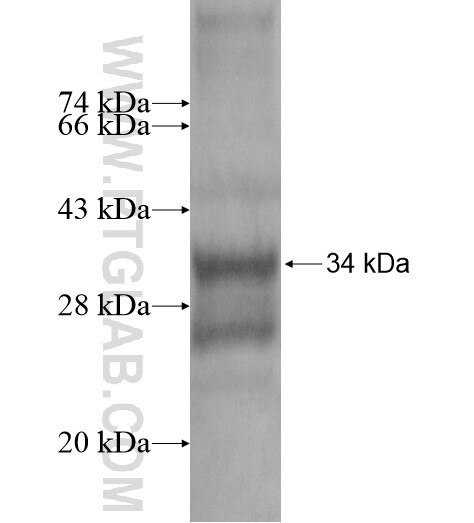 SCGBL fusion protein Ag15610 SDS-PAGE