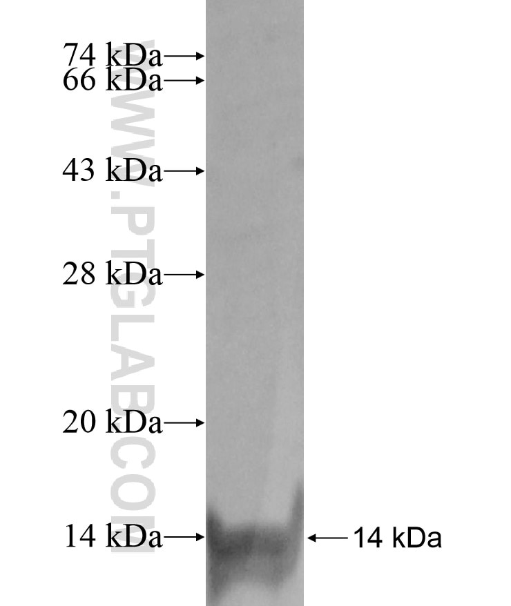SCGBL fusion protein Ag17175 SDS-PAGE