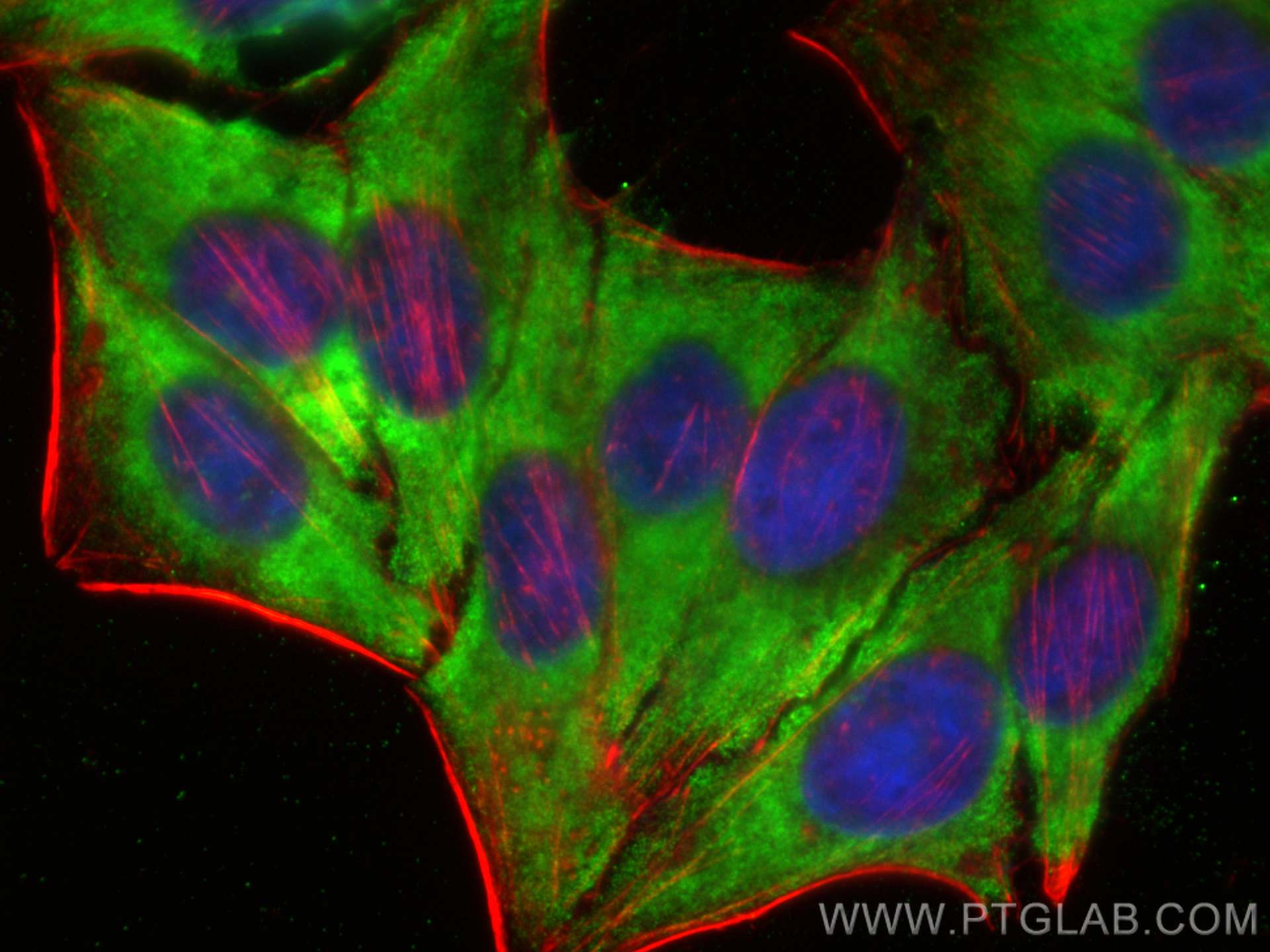 Immunofluorescence (IF) / fluorescent staining of HepG2 cells using CoraLite® Plus 488-conjugated SCGF Monoclonal anti (CL488-60295)