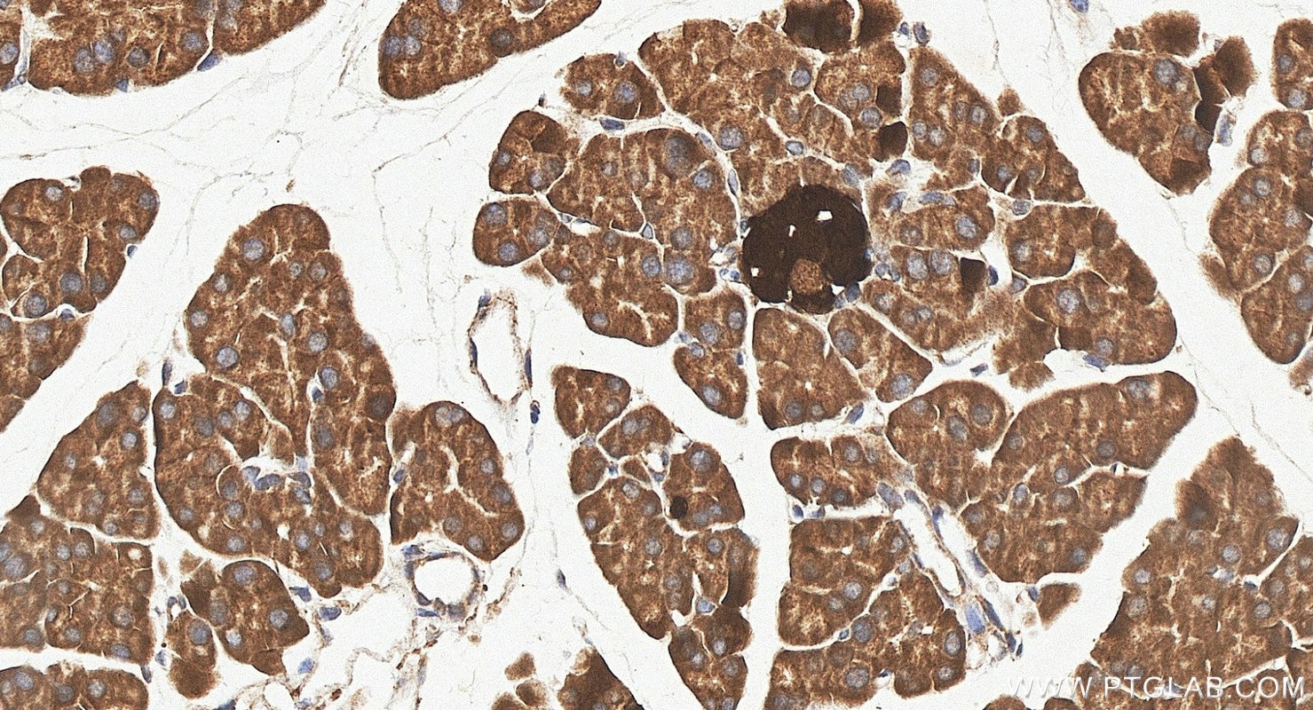 Immunohistochemistry (IHC) staining of mouse pancreas tissue using SCGN Polyclonal antibody (14919-1-AP)