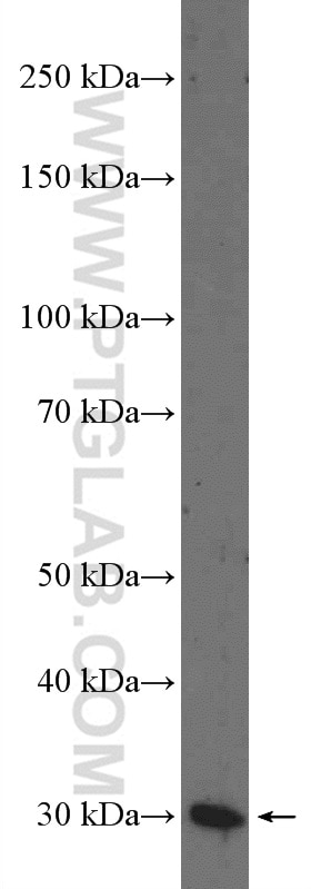 Western Blot (WB) analysis of mouse pancreas tissue using SCGN Polyclonal antibody (14919-1-AP)