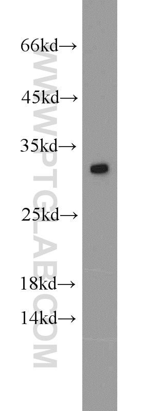 Western Blot (WB) analysis of mouse colon tissue using SCGN Polyclonal antibody (14919-1-AP)