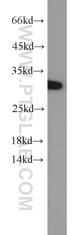 Western Blot (WB) analysis of mouse stomach tissue using SCGN Polyclonal antibody (14919-1-AP)