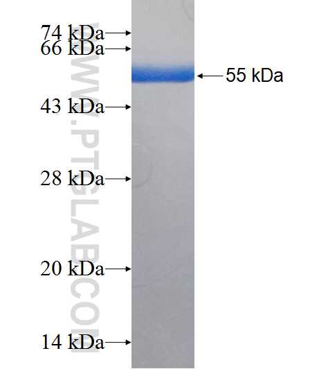 SCGN fusion protein Ag6736 SDS-PAGE