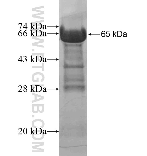 SCIN fusion protein Ag2168 SDS-PAGE