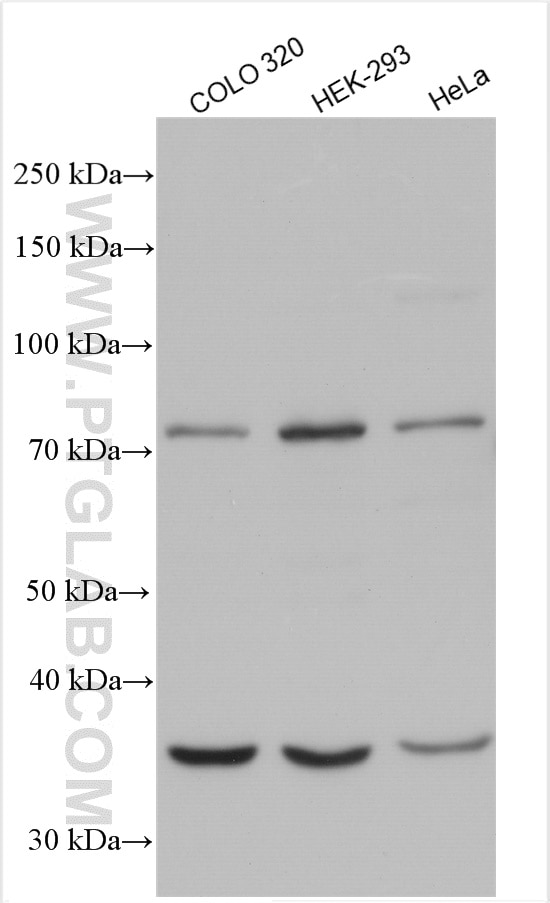 Western Blot (WB) analysis of various lysates using SCLT1 Polyclonal antibody (14875-1-AP)