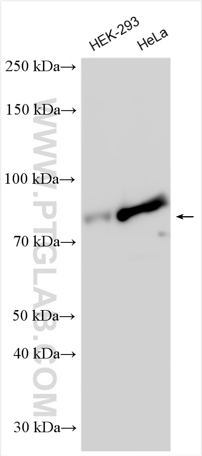 Western Blot (WB) analysis of various lysates using SCLT1 Polyclonal antibody (14875-1-AP)