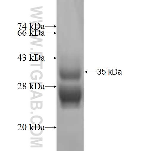 SCLT1 fusion protein Ag6646 SDS-PAGE