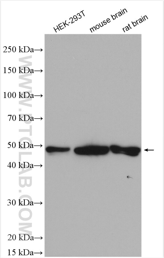 Western Blot (WB) analysis of various lysates using SCLY Polyclonal antibody (10667-1-AP)