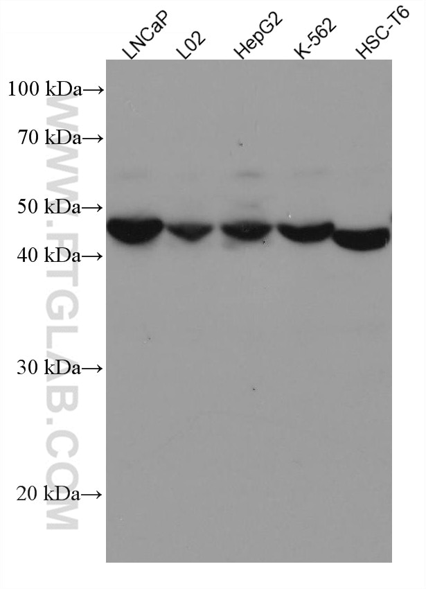 Western Blot (WB) analysis of various lysates using SCLY Monoclonal antibody (67606-1-Ig)