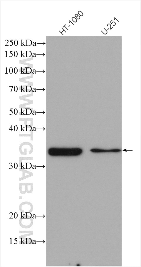 Western Blot (WB) analysis of various lysates using SCMH1 Polyclonal antibody (11489-1-AP)