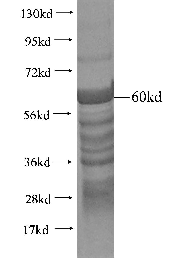 SCMH1 fusion protein Ag1972 SDS-PAGE