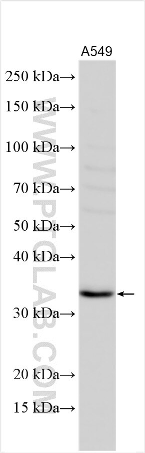 WB analysis using 15093-1-AP