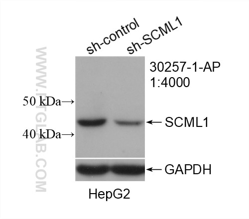 Western Blot (WB) analysis of HepG2 cells using SCML1 Polyclonal antibody (30257-1-AP)