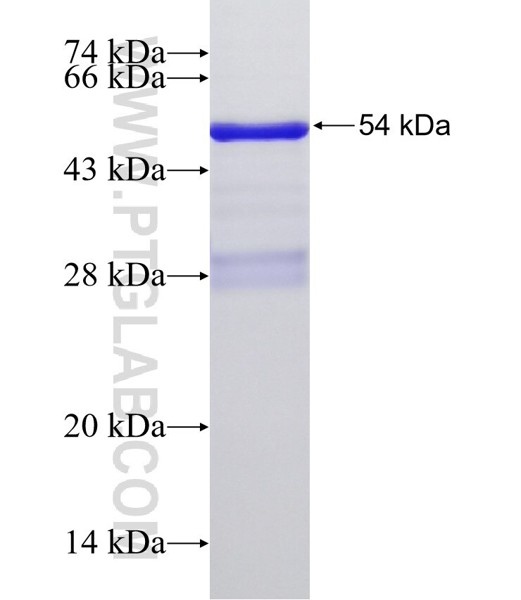 SCML1 fusion protein Ag33003 SDS-PAGE