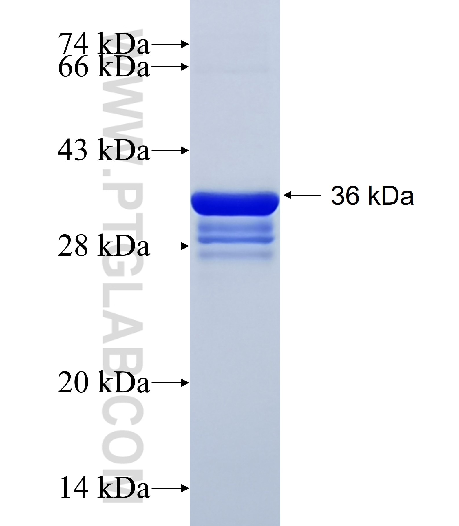 SCML2 fusion protein Ag22271 SDS-PAGE