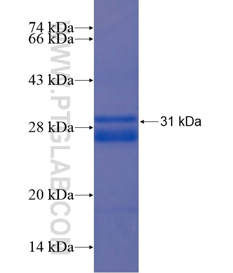SCML4 fusion protein Ag22157 SDS-PAGE
