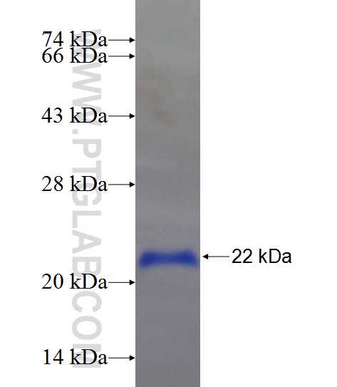 SCML4 fusion protein Ag22086 SDS-PAGE