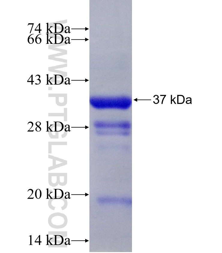 SCN11A fusion protein Ag28871 SDS-PAGE