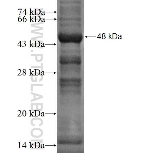 SCN1B fusion protein Ag2017 SDS-PAGE