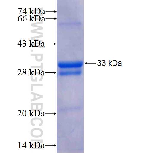 SCN2A fusion protein Ag26022 SDS-PAGE