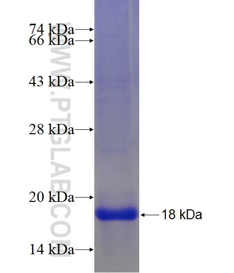 SCN3B fusion protein Ag23192 SDS-PAGE