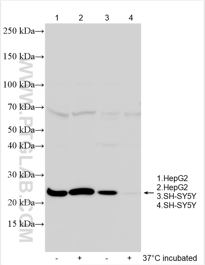 Western Blot (WB) analysis of various lysates using SCN4B Polyclonal antibody (30916-1-AP)