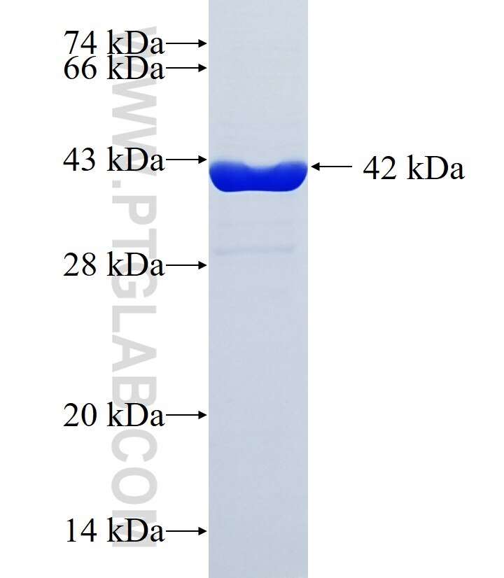 SCN4B fusion protein Ag34123 SDS-PAGE