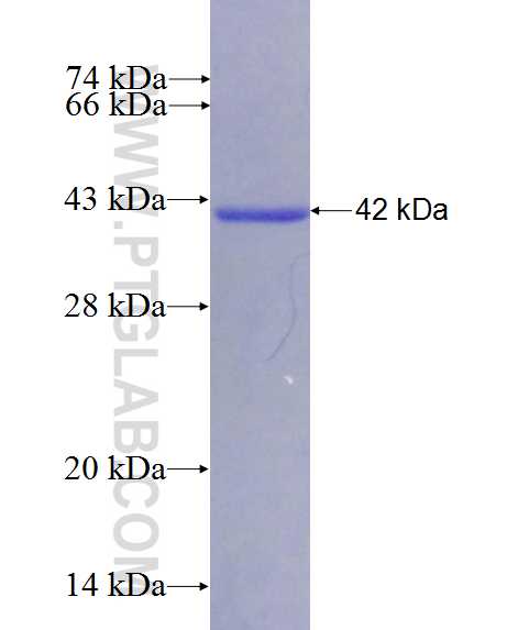 SCN8A fusion protein Ag26950 SDS-PAGE
