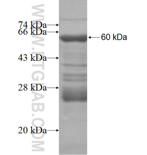 SCNM1 fusion protein Ag7854 SDS-PAGE