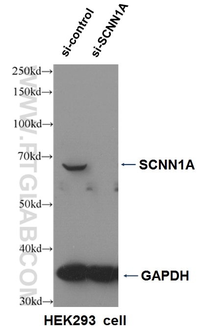 WB analysis of HEK-293 using 10924-2-AP