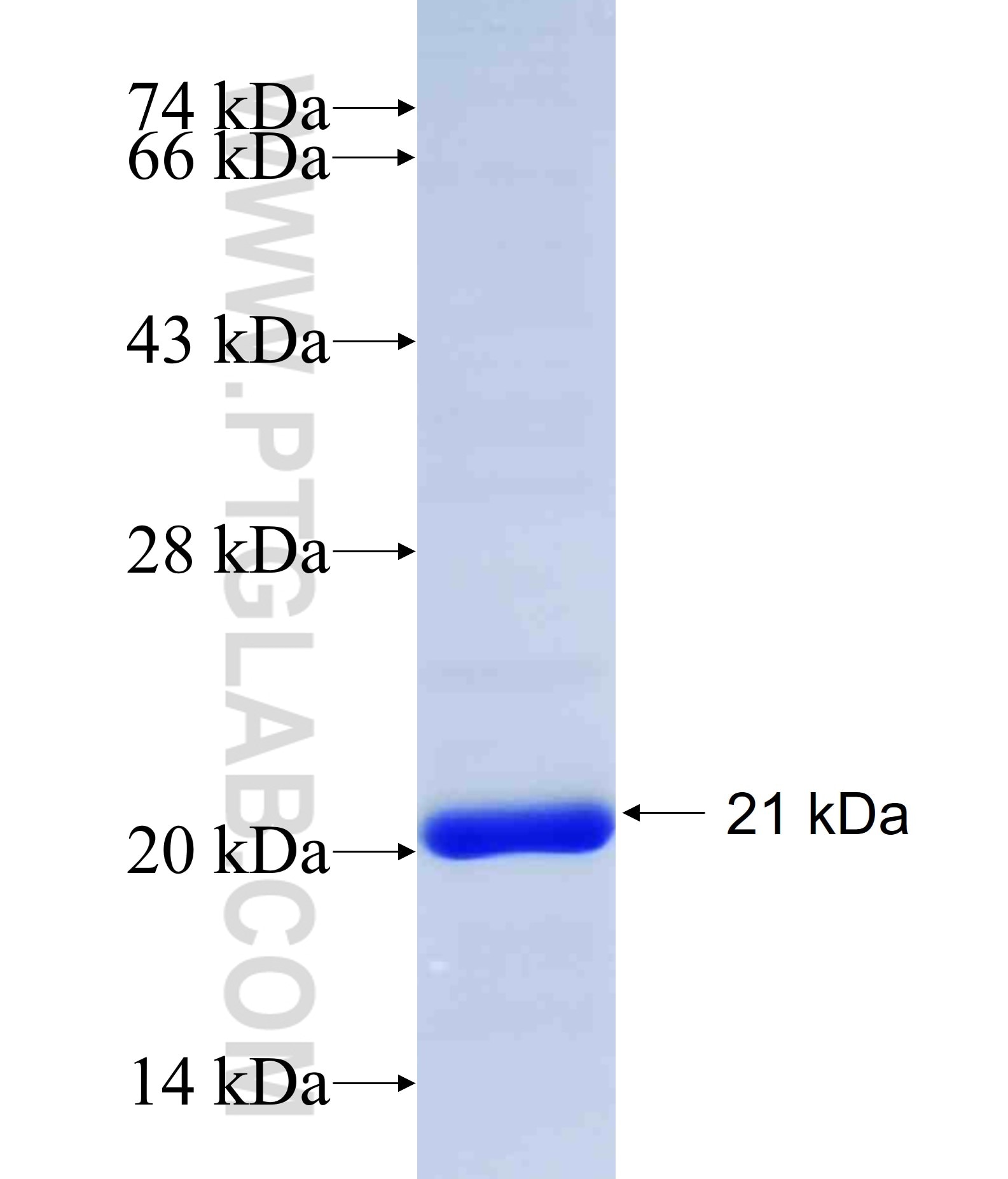 SCNN1A fusion protein Ag30065 SDS-PAGE