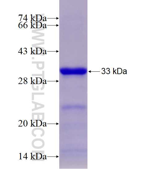SCNN1D fusion protein Ag28256 SDS-PAGE