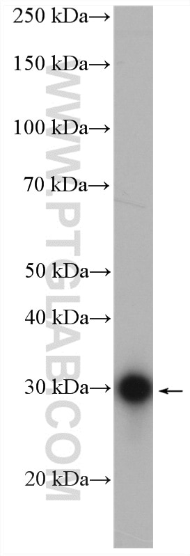 Western Blot (WB) analysis of HepG2 cells using SCO1 Polyclonal antibody (12614-1-AP)