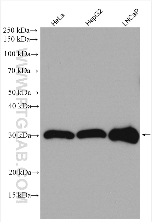 Western Blot (WB) analysis of various lysates using SCO1 Polyclonal antibody (12614-1-AP)