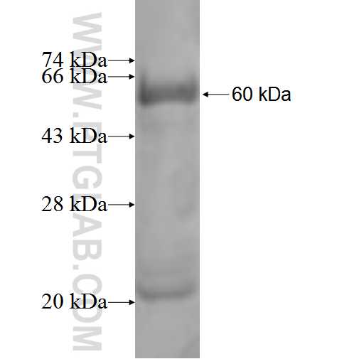 SCO1 fusion protein Ag3269 SDS-PAGE