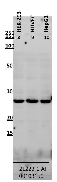 Western Blot (WB) analysis of various lysates using SCO2 Polyclonal antibody (21223-1-AP)