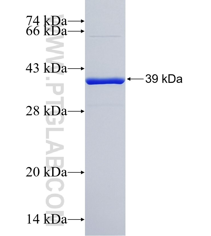 SCOC fusion protein Ag23921 SDS-PAGE