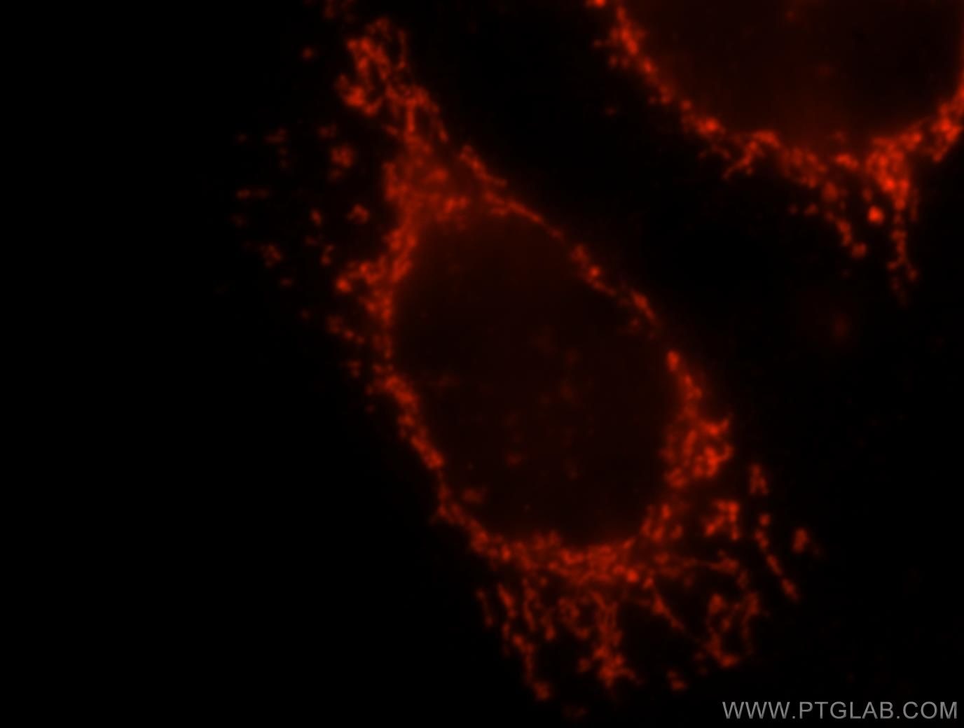 Immunofluorescence (IF) / fluorescent staining of MCF-7 cells using OXCT1 Polyclonal antibody (12175-1-AP)