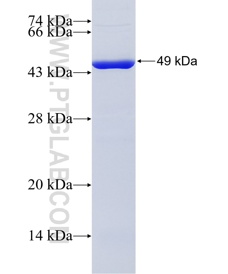 SCOT fusion protein Ag24792 SDS-PAGE