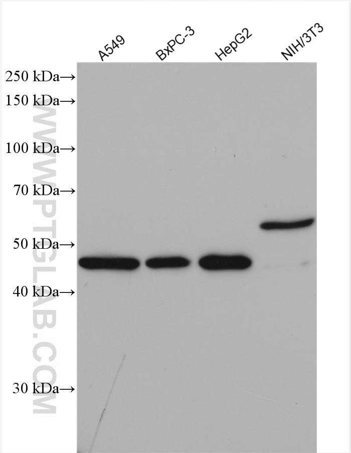 Western Blot (WB) analysis of various lysates using SCP2/SCPx Polyclonal antibody (14397-1-AP)