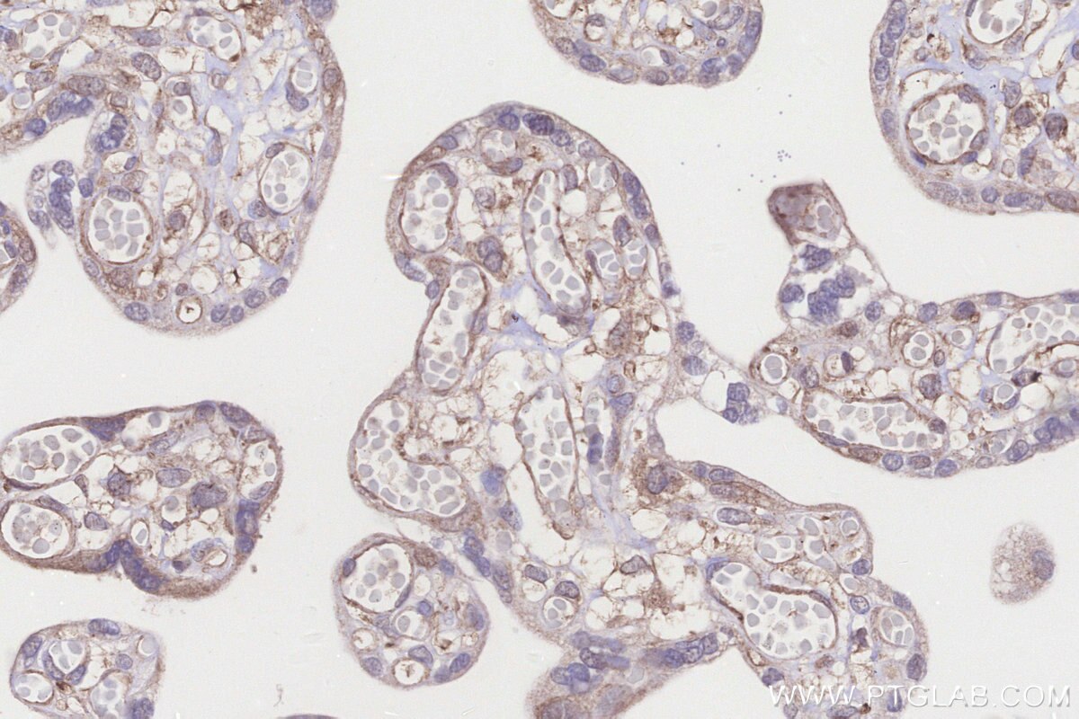 Immunohistochemistry (IHC) staining of human placenta tissue using SCP2/SCPx Polyclonal antibody (23006-1-AP)