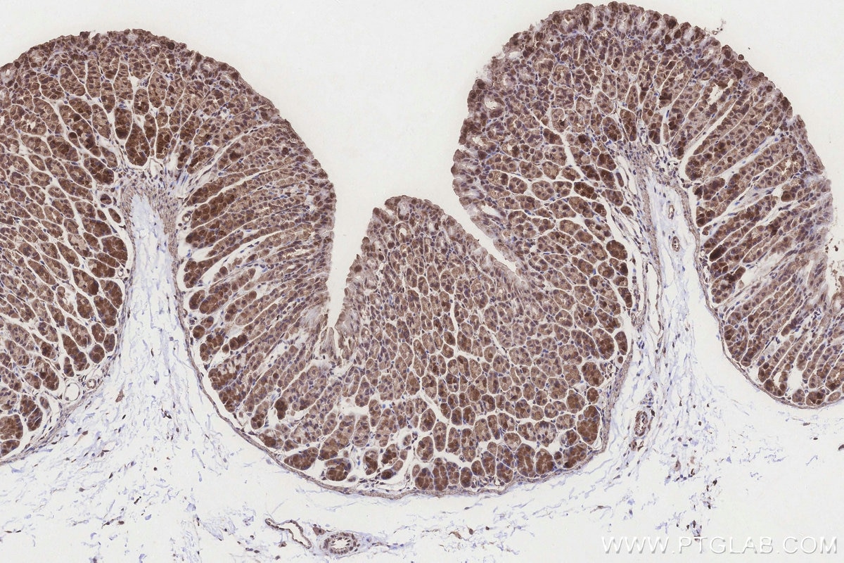 Immunohistochemistry (IHC) staining of mouse stomach tissue using SCP2/SCPx Polyclonal antibody (23006-1-AP)