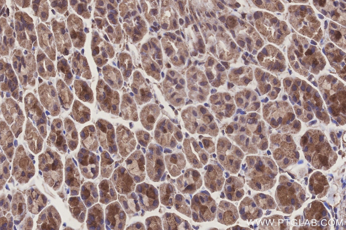 Immunohistochemistry (IHC) staining of mouse stomach tissue using SCP2/SCPx Polyclonal antibody (23006-1-AP)